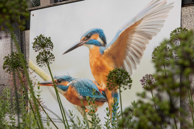 Painting of Hummingbird.