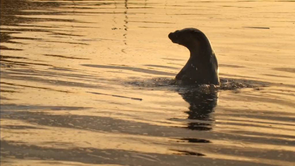 National Biodiversity Action Plan Video - Frame
